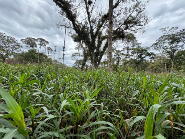 Finca 40 Has