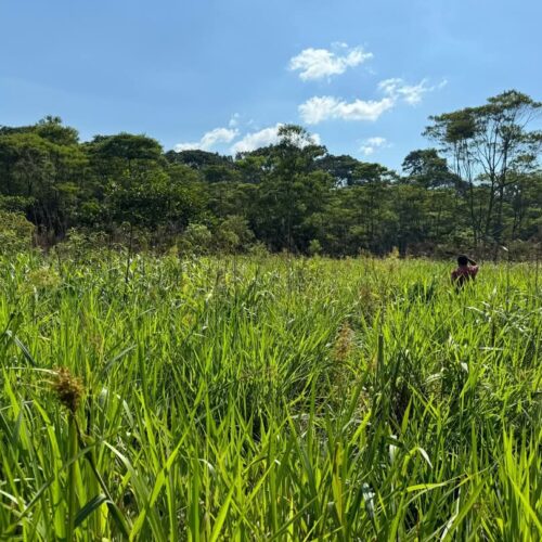 Finca 260 Has Puyo vía al Talín