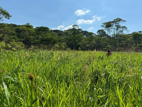 Finca 260 Has Puyo vía al Talín
