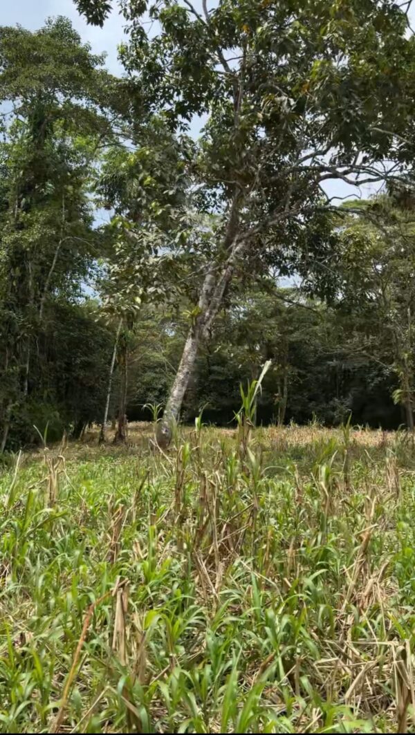 Se vende finca de 36 hectáreas con potencial para proyecto turístico en el cantón Palora-Morona Santiago