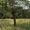Se vende finca de 36 hectáreas con potencial para proyecto turístico en el cantón Palora-Morona Santiago