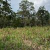 Se vende finca de 36 hectáreas con potencial para proyecto turístico en el cantón Palora-Morona Santiago