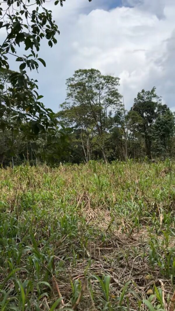 Se vende finca de 36 hectáreas con potencial para proyecto turístico en el cantón Palora-Morona Santiago