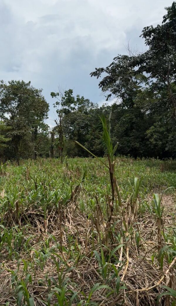 Se vende finca de 36 hectáreas con potencial para proyecto turístico en el cantón Palora-Morona Santiago