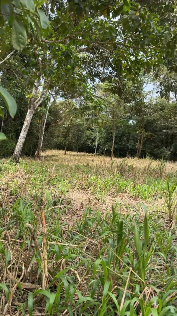 Se vende finca de 36 hectáreas con potencial para proyecto turístico en el cantón Palora-Morona Santiago