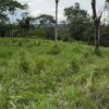 Se vende finca de 36 hectáreas con potencial para proyecto turístico en el cantón Palora-Morona Santiago