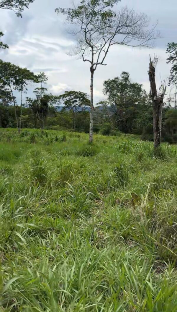 Se vende finca de 36 hectáreas con potencial para proyecto turístico en el cantón Palora-Morona Santiago