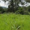 Se vende finca de 36 hectáreas con potencial para proyecto turístico en el cantón Palora-Morona Santiago