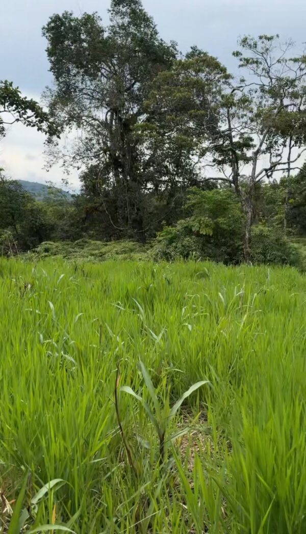 Se vende finca de 36 hectáreas con potencial para proyecto turístico en el cantón Palora-Morona Santiago