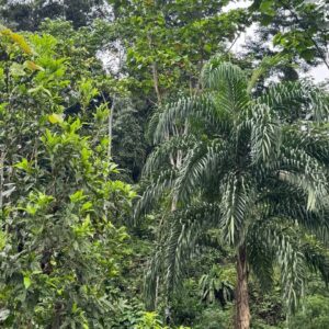 Finca en MORONA SANTIAGO - TAISHA 25 HECTAREAS