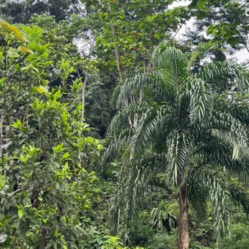 Finca en MORONA SANTIAGO - TAISHA 25 HECTAREAS