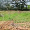 Lotes en JIMBITONO EN MORONA SANTIAGO 1000m2