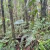 Finca en MORONA SANTIAGO - PALORA 50 HECTAREAS