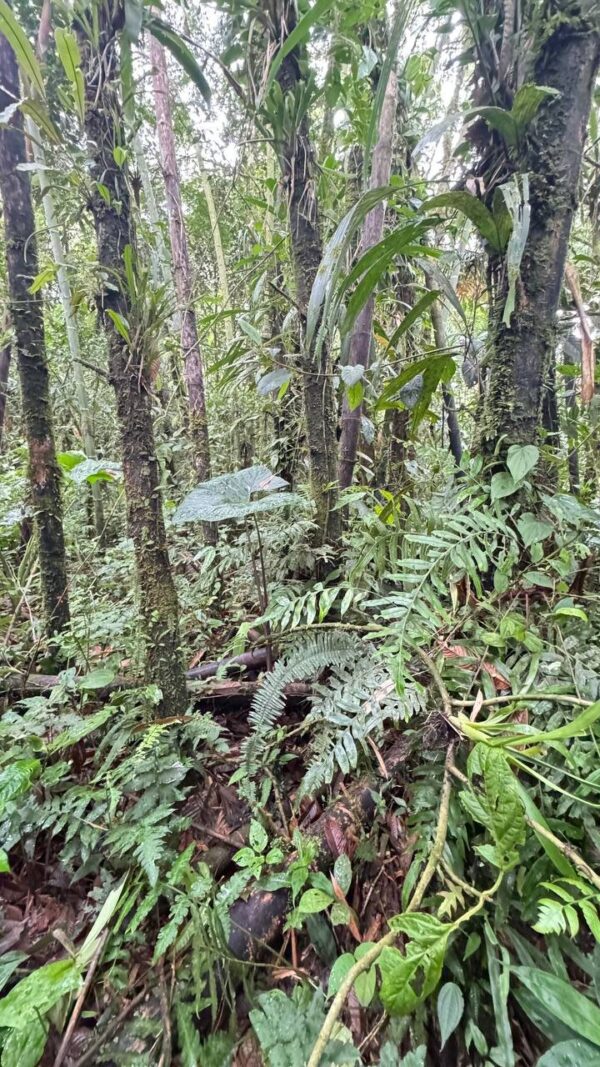 Finca en MORONA SANTIAGO - PALORA 50 HECTAREAS