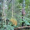 Finca en MORONA SANTIAGO - PALORA 50 HECTAREAS