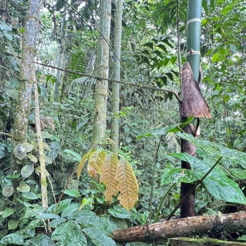 Finca en MORONA SANTIAGO - PALORA 50 HECTAREAS