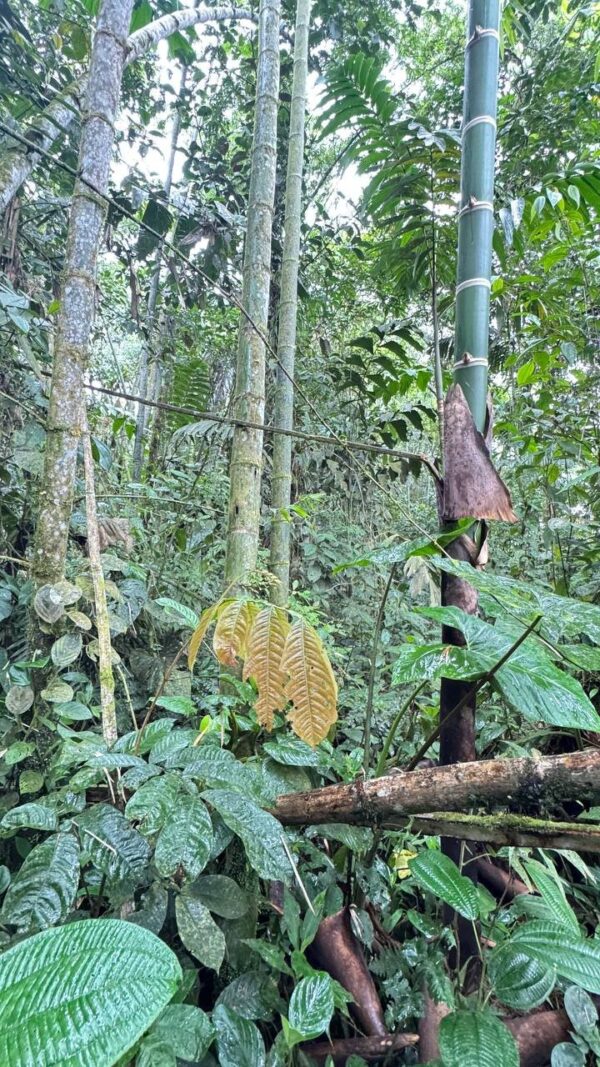 Finca en MORONA SANTIAGO - PALORA 50 HECTAREAS
