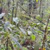 Finca en MORONA SANTIAGO - PALORA 50 HECTAREAS