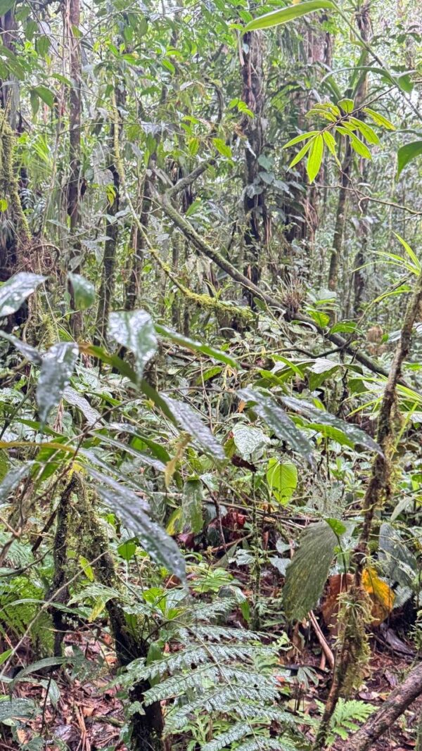 Finca en MORONA SANTIAGO - PALORA 50 HECTAREAS