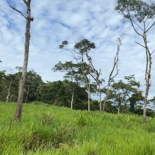 Finca en MORONA SANTIAGO - PALORA 36 HECTAREAS