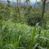 Finca en PASTAZA - PUYO 23 HAS