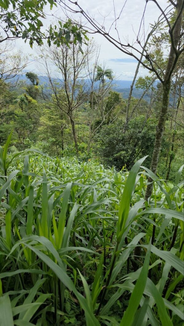 Finca en PASTAZA - PUYO 23 HAS