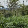 Finca en PASTAZA - PUYO 23 HAS