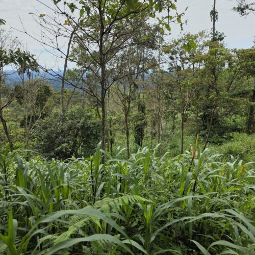 Finca en PASTAZA - PUYO 23 HAS