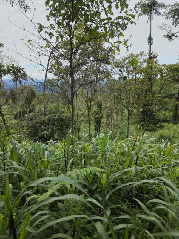 Finca en PASTAZA - PUYO 23 HAS