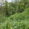 Finca en PASTAZA - PUYO 23 HAS