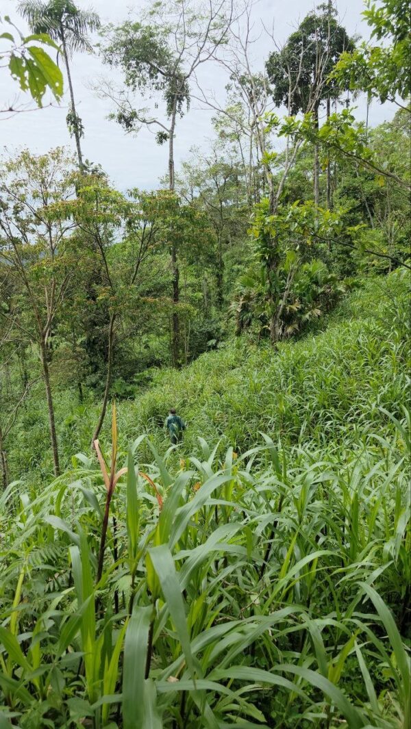 Finca en PASTAZA - PUYO 23 HAS