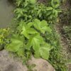 Finca en PASTAZA - PUYO 23 HAS