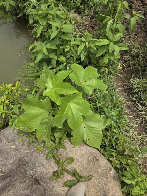 Finca en PASTAZA - PUYO 23 HAS