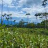 Finca en PASTAZA - MERA