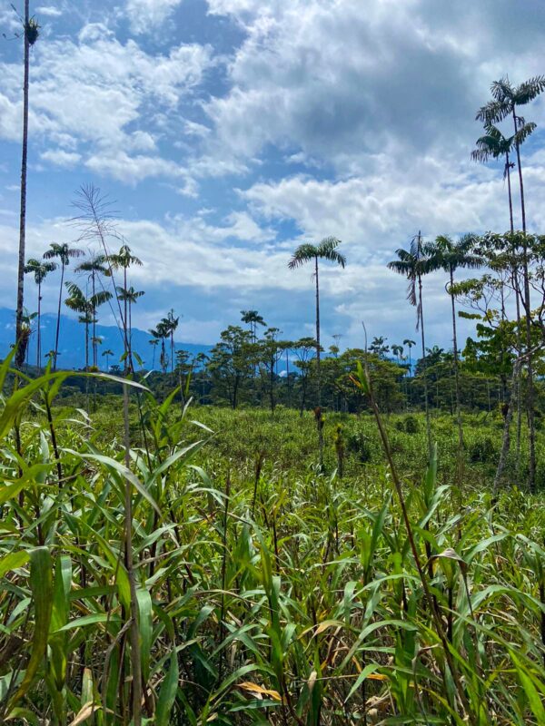 Finca en PASTAZA - MERA
