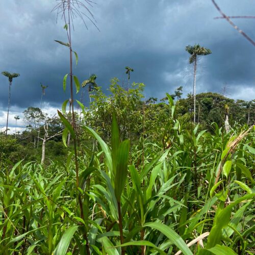 Finca en PASTAZA - MERA