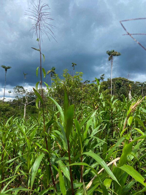 Finca en PASTAZA - MERA