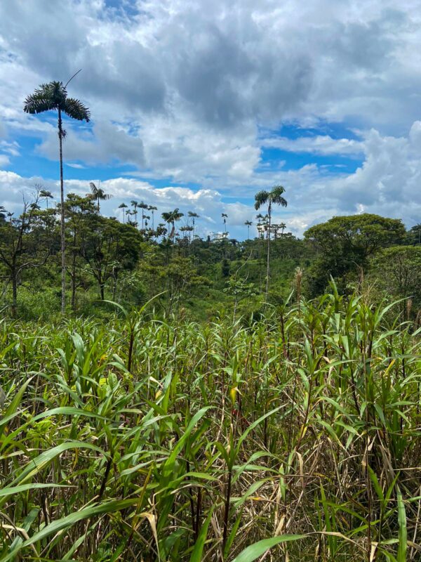 Finca en PASTAZA - MERA