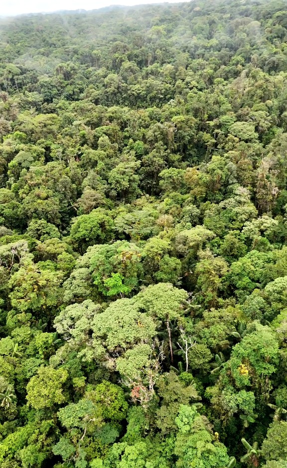 Finca de 100 hectáreas sector Cumandá provincia del Pastaza