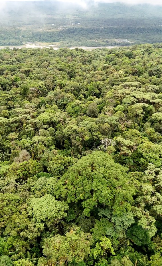 Finca de 100 hectáreas sector Cumandá provincia del Pastaza