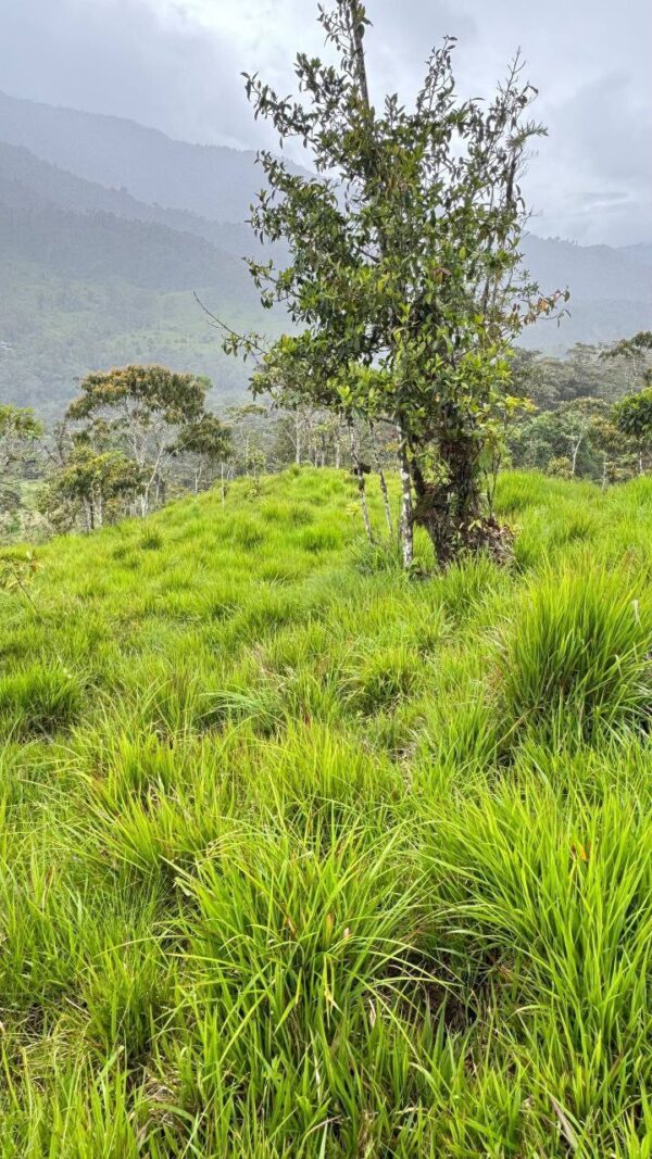 🌿 OPORTUNIDAD ÚNICA EN COLONIA AZUAY – PARROQUIA RÍO NEGRO 📍 Cantón Baños, Provincia del Tungurahua