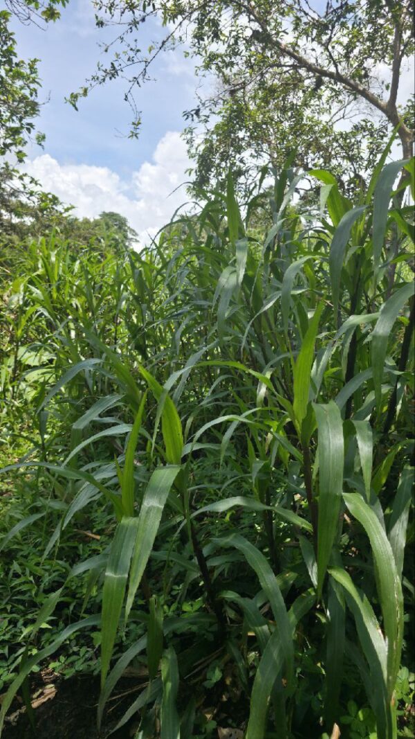 ¡Gran oportunidad de inversión en la Amazonía!   Ubicación privilegiada: Vía Puyo – Tena, km 17, parroquia Fátima  Finca de 26 hectáreas