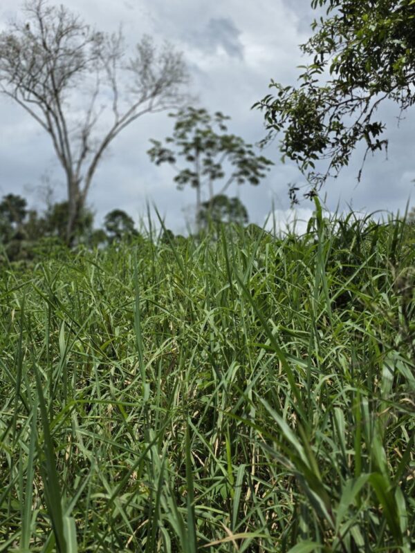 ¡Gran oportunidad de inversión en la Amazonía!   Ubicación privilegiada: Vía Puyo – Tena, km 17, parroquia Fátima  Finca de 26 hectáreas
