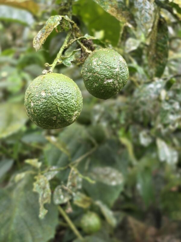 ¡Gran oportunidad de inversión en la Amazonía!   Ubicación privilegiada: Vía Puyo – Tena, km 17, parroquia Fátima  Finca de 26 hectáreas