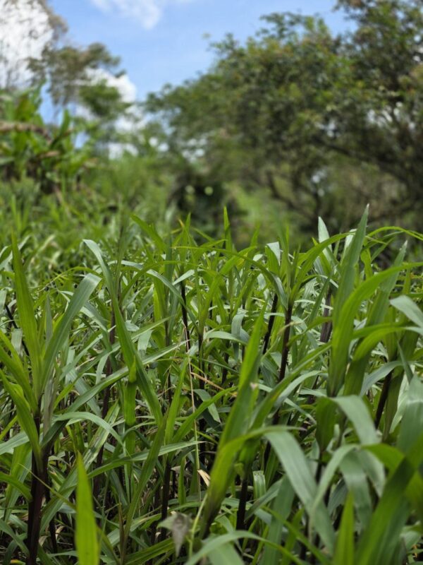 ¡Gran oportunidad de inversión en la Amazonía!   Ubicación privilegiada: Vía Puyo – Tena, km 17, parroquia Fátima  Finca de 26 hectáreas