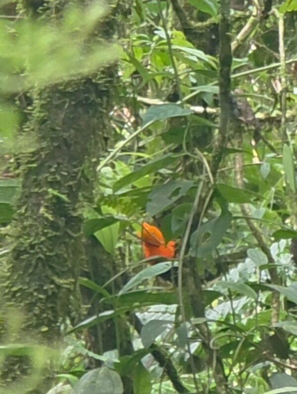 Gran oportunidad en Morona Santiago  Finca de 55 hectáreas en venta, ubicada en la vía Riobamba, a solo 15 minutos de Macas y 2h30 de Riobamba