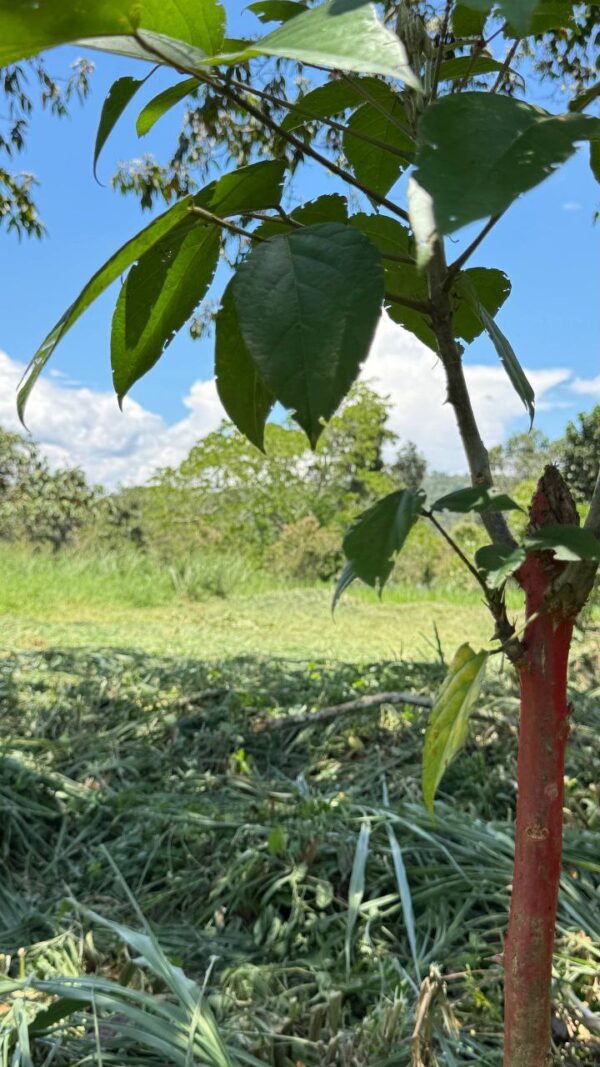 🌿✨ Terreno en Venta ✨🌿 1172m2 EN ARAPICOS ENTRE SUCÚA Y MACAS