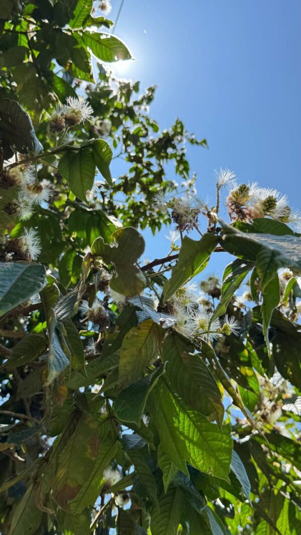 🌿✨ Terreno en Venta ✨🌿 1172m2 EN ARAPICOS ENTRE SUCÚA Y MACAS