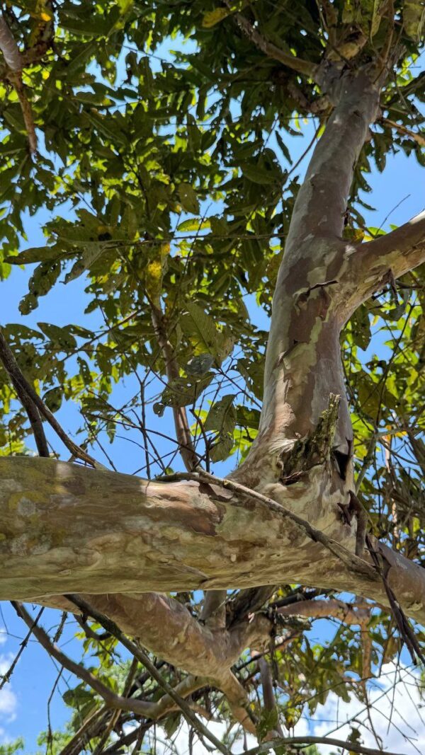 🌿✨ Terreno en Venta ✨🌿 1172m2 EN ARAPICOS ENTRE SUCÚA Y MACAS