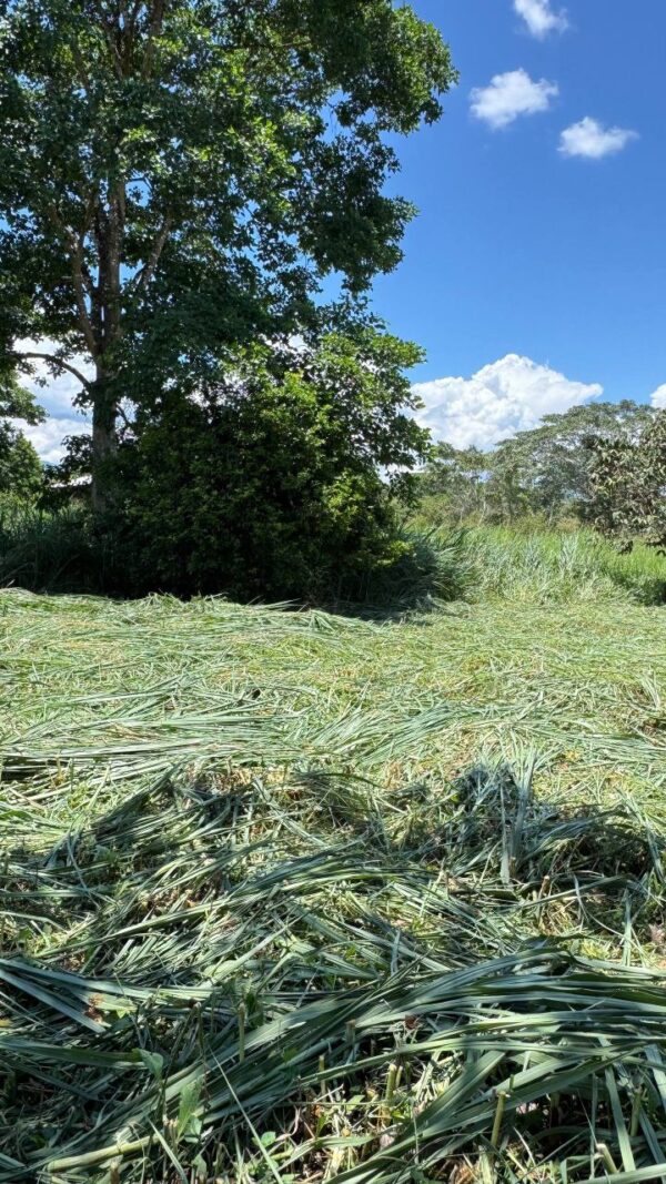 🌿✨ Terreno en Venta ✨🌿 1172m2 EN ARAPICOS ENTRE SUCÚA Y MACAS